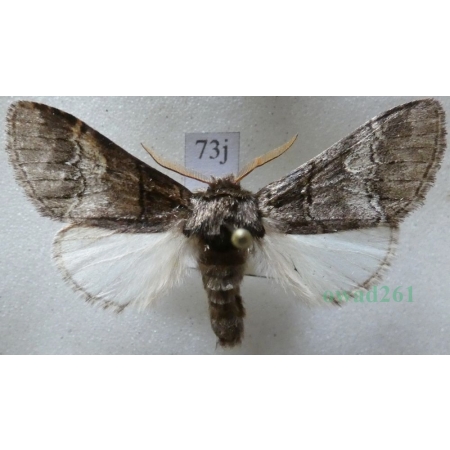 Drymonia querna (Denis & Schiffermüller, 1775) male Dąbrówka dębowa Czech73j